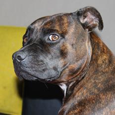 Staffordshire bull terrier Argo