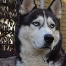Siberian husky Tayson
