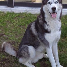 Siberian husky Tayson