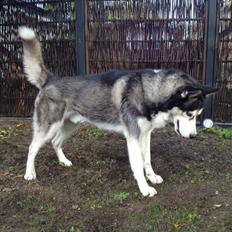 Siberian husky Tayson