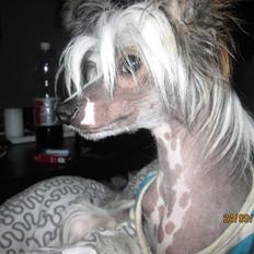 Chinese crested hårløs Nico