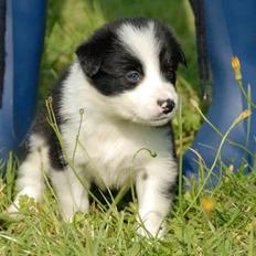 Border collie Meg