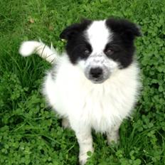 Blanding af racer Super Nova ?