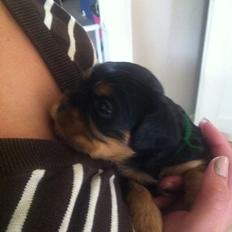 Cavalier king charles spaniel Oskar