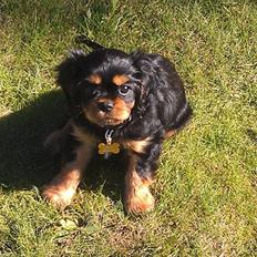 Cavalier king charles spaniel Oskar