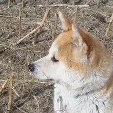 Akita inu Nara