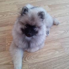 Keeshond Evridex Dzek Pot ( Lusjen)