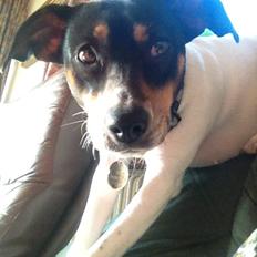 Dansk svensk gaardhund fede Fie 