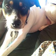 Dansk svensk gaardhund fede Fie 