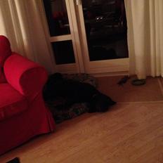 Labrador retriever ronja