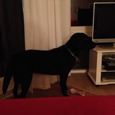 Labrador retriever ronja