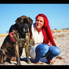 Mastiff Hugedogges Philipa
