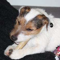 Jack russell terrier Milo