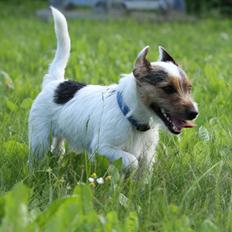Jack russell terrier Milo