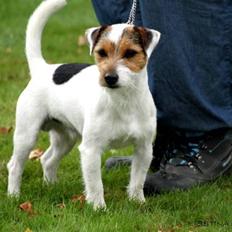 Jack russell terrier Milo