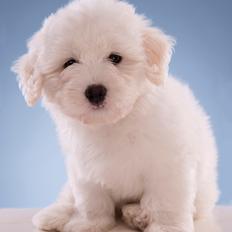 Coton de tulear Napoleon Louis