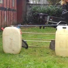 Blanding af racer Nala