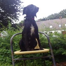 Blanding af racer Nala