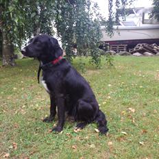 Blanding af racer Nala