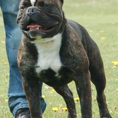 Olde english bulldogge Oliver