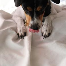 Dansk svensk gaardhund Freja