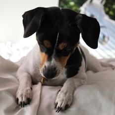 Dansk svensk gaardhund Freja