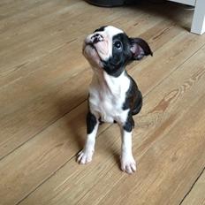 Boston terrier Pusle