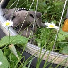 Staffordshire bull terrier Sabby