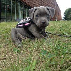 Staffordshire bull terrier Sabby
