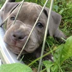 Staffordshire bull terrier Sabby