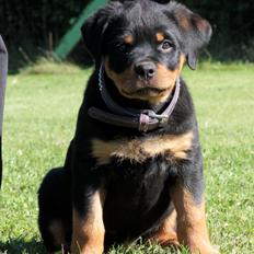 Rottweiler Tiger