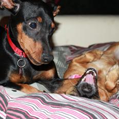 Tysk pinscher Didi