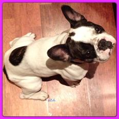 Fransk bulldog Lulu