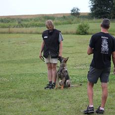 Schæferhund Ricla's Angus