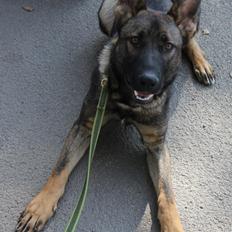 Schæferhund Ricla's Angus