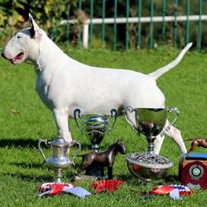Bullterrier Amy