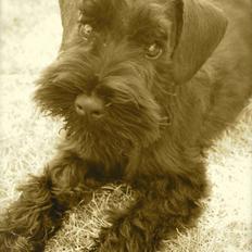 Dvaergschnauzer Sváva's I'm Coco Chanel