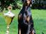 Dobermann Destiny´s Phoenix In The Spotlight aka Bentley - 5 måneder IDC BABY SIEGER 