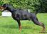 Dobermann Destiny´s Phoenix In The Spotlight aka Bentley