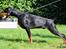 Dobermann Destiny´s Phoenix In The Spotlight aka Bentley