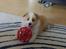 Border collie NOYTCB Split Second (Muffin)