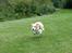 Border collie NOYTCB Split Second (Muffin)
