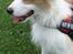 Border collie NOYTCB Split Second (Muffin)