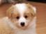 Border collie NOYTCB Split Second (Muffin)
