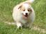 Border collie NOYTCB Split Second (Muffin)