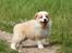 Border collie NOYTCB Split Second (Muffin)