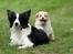 Border collie NOYTCB Split Second (Muffin)