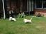 Border collie NOYTCB Split Second (Muffin)