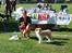 Border collie NOYTCB Split Second (Muffin)