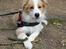 Border collie NOYTCB Split Second (Muffin)